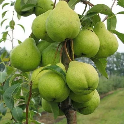 Груша ДЕКОР колонновидная в Барнауле