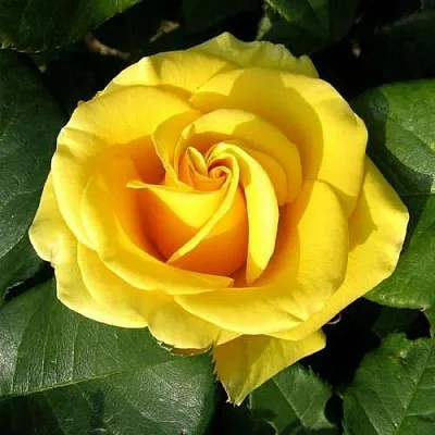 Саженцы роз ПАПИЛОН чайно-гибридная в Барнауле