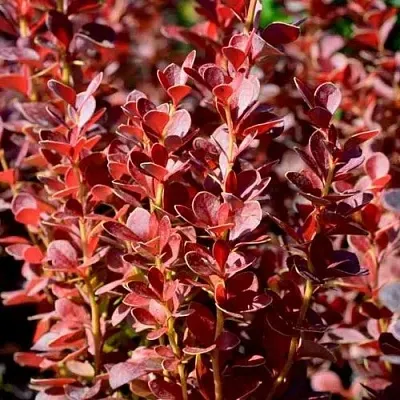 Барбарис ВУЛКАНО тунберга в Барнауле