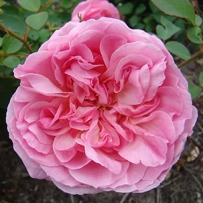 Саженцы роз ХАЙДИ ХОЛЛ английская  Саженцы роз ХАЙДИ ХОЛЛ английская в Барнауле