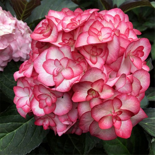 Гортензия крупнолистная Ю энд ми мисс саори 