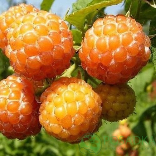 Малина КУМБЕРЛЕНД желтая в Барнауле