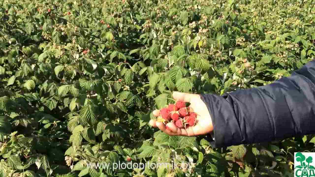 Превью видео