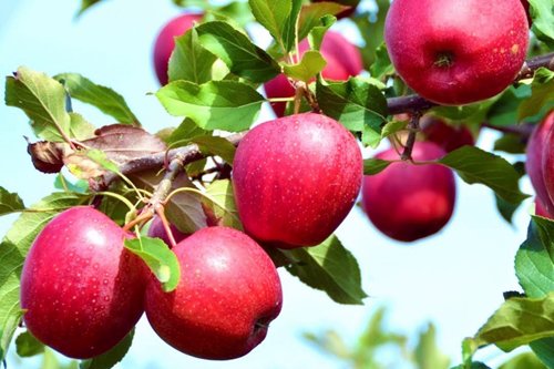 саженцы красных яблонь
