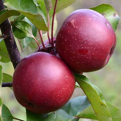 Яблоня красномясая в Барнауле