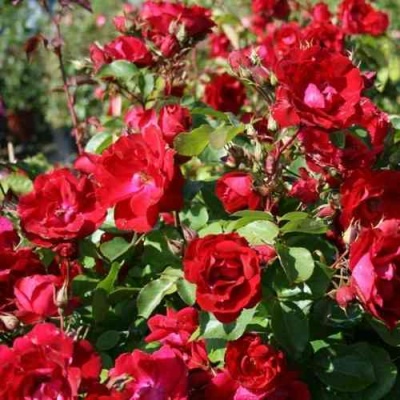 Роза ЧАМПЛЕЙН флорибунда в Барнауле