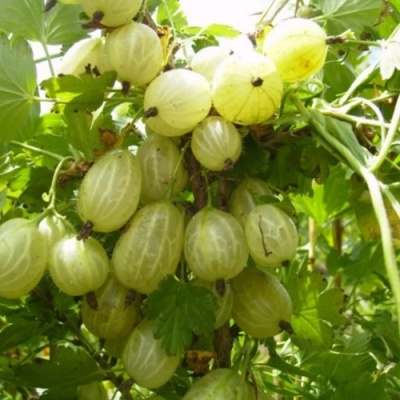 Крыжовник ИНВИКТА в Барнауле