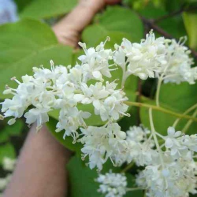 Сирень АМУРСКАЯ в Барнауле