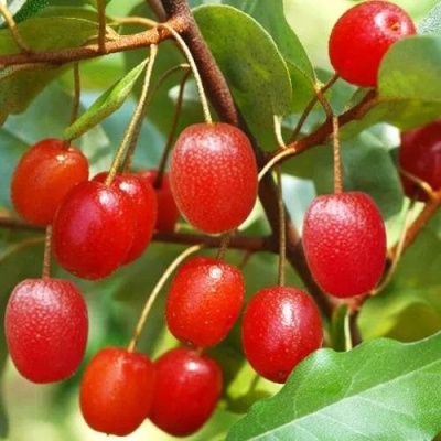 ГУМИ (ЛОХ МНОГОЦВЕТКОВЫЙ) в Барнауле