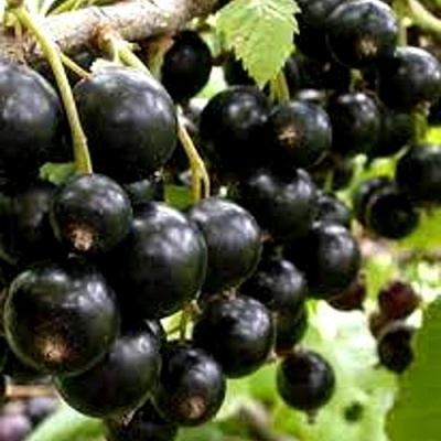 Смородина черная ОРЛОВСКИЙ ВАЛЬС в Барнауле