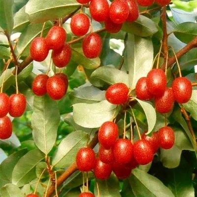 ГУМИ (ЛОХ МНОГОЦВЕТКОВЫЙ) в Барнауле
