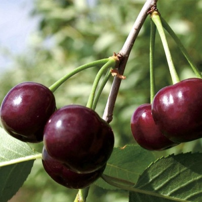 Дюк КСЕНИЯ (ЧЕРЕВИШНЯ) в Барнауле