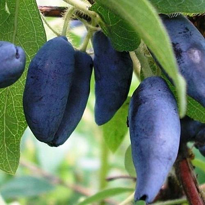 Жимолость съедобная в Барнауле