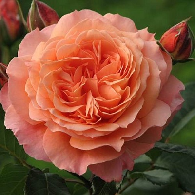 Роза шраб в Барнауле