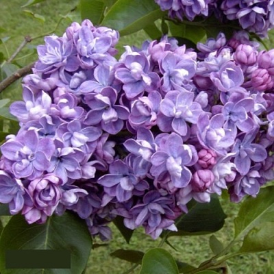 Сирень АМИ ШОТТ в Барнауле