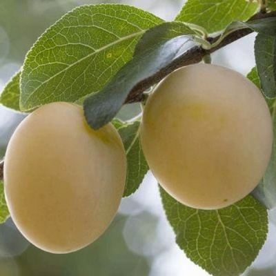 Слива УТРО в Барнауле