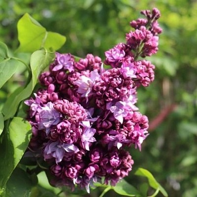 Сирень МАРШАЛ МАЛИНОВСКИЙ в Барнауле