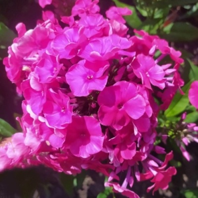 Флокс БАМБИНИ ДИЗАЙР метельчатый в Барнауле