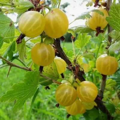 Крыжовник АЛТАЙСКИЙ в Барнауле