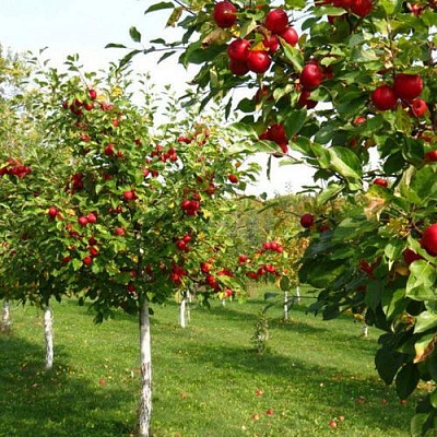 Плодовые деревья в Барнауле