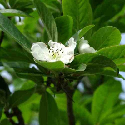 МУШМУЛА  в Барнауле