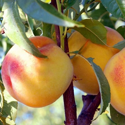 Колонновидные персики в Барнауле