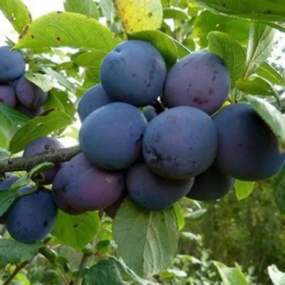 Слива КРОМАНЬ в Барнауле