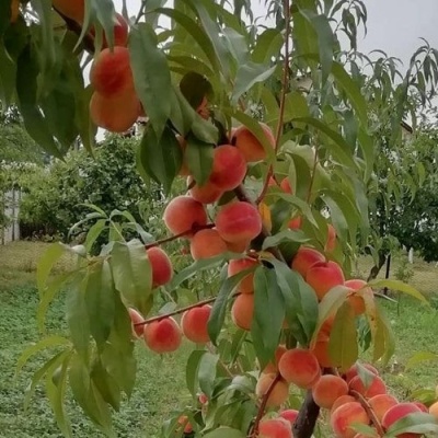 Персик ВУЛКАН в Барнауле