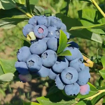 Голубика МЕГАС БЛЮ в Барнауле