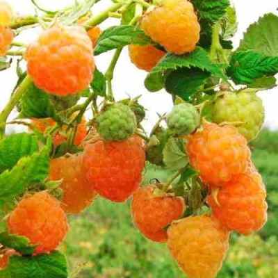 Малина ЗОЛОТЫЕ КУПОЛА в Барнауле