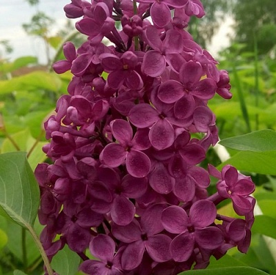 Сирень ИНДИЯ в Барнауле