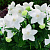 Платикодон ПОП СТАР ВАЙТ в Барнауле