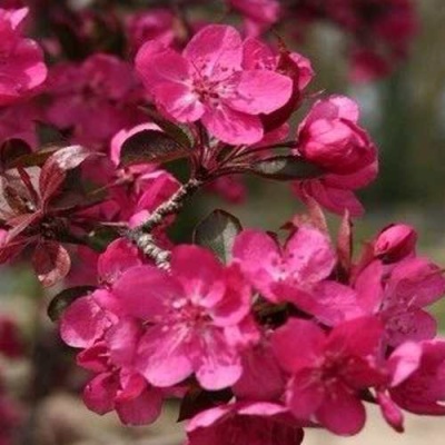 Яблоня РЕД КЕТТИ в Барнауле