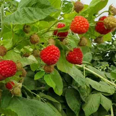 Малина КВЕЛЛИ в Барнауле