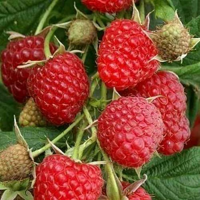 Малина ГЛЕН АМПЛ в Барнауле