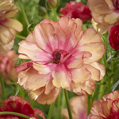 Ранункулюс МУЗА баттерфляй в Барнауле