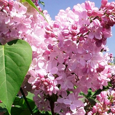Сирень АДЕЛИНА в Барнауле