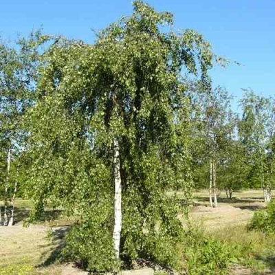 Береза повислая в Барнауле