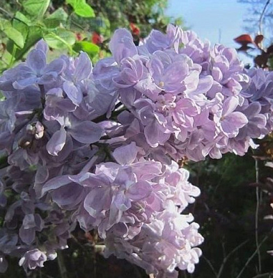 Сирень ЛЕТНИЙ САД в Барнауле