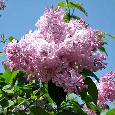 Сирень БУФФОН в Барнауле
