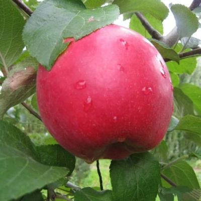 Яблоня АМУЛЕТ в Барнауле
