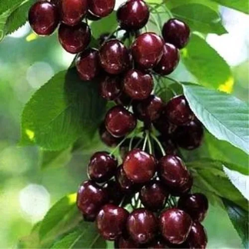 Черешня УДИВИТЕЛЬНАЯ в Барнауле