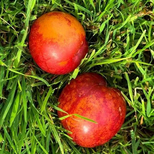 Шарафуга НЕКТАРИННАЯ в Барнауле