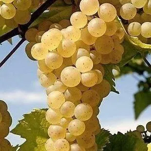 Неукрывные сорта  в Барнауле