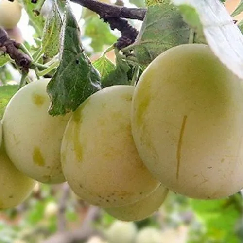 Слива УТРО в Барнауле