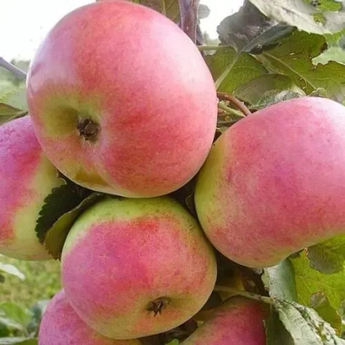 Яблоня АУКСИС в Барнауле