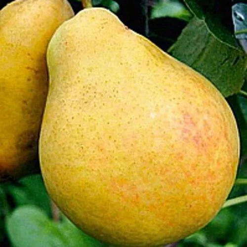 Груша САХАРНАЯ в Барнауле