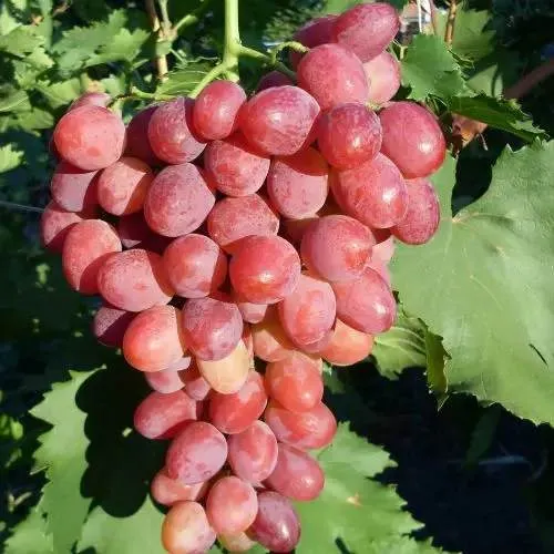 Виноград КИШМИШ ЗАПОРОЖСКИЙ в Барнауле
