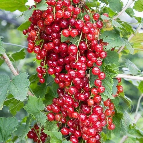Смородина красная РЕД ЛЕЙК в Барнауле
