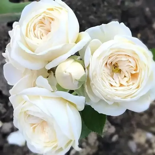 Роза АРТЕМИС шраб в Барнауле
